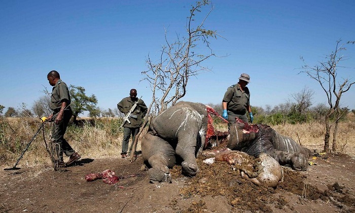 The criminals making millions from illegal wildlife trafficking - TOP SECRET 